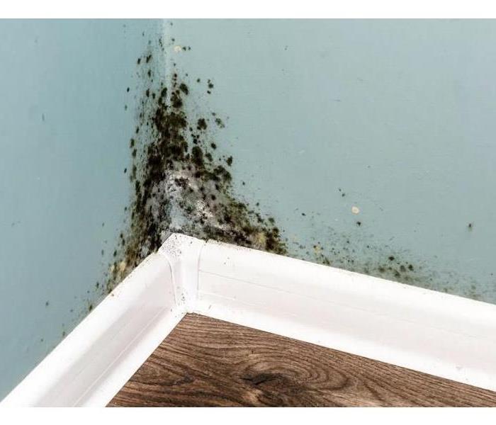 indoor mold